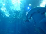 美ら海水族館のイルカ