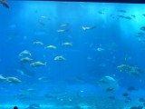 巨大水槽の魚3